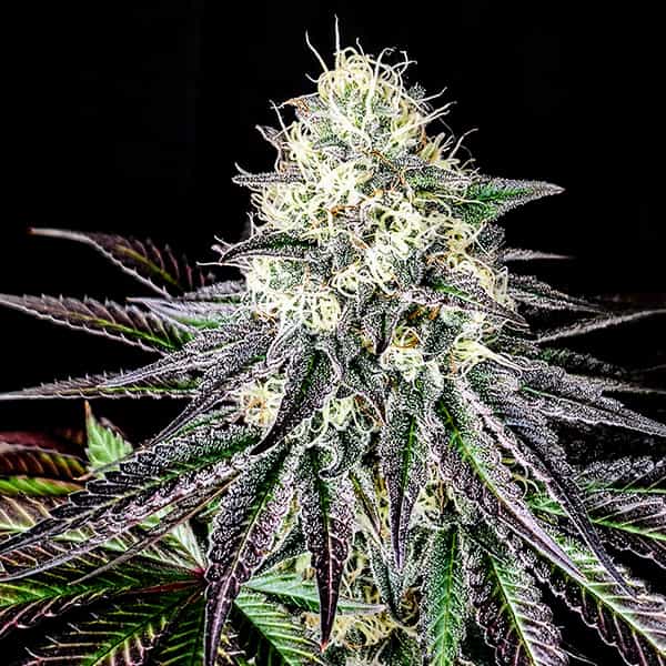 Garlic Cookies semilla > Pure Instinto | Semillas feminizadas  |  Índica